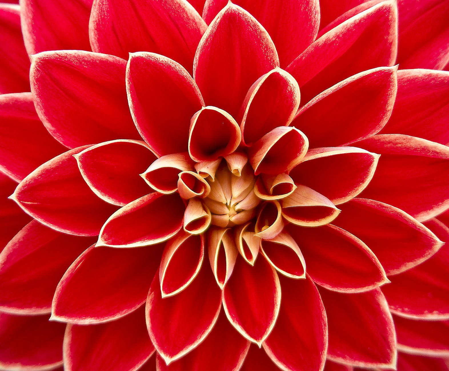 close up photography of red petaled flower