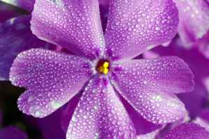 purple flower