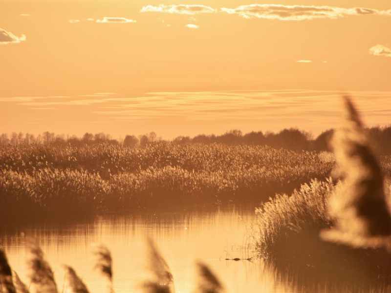 出雲大社のはじまり｜葦原中国平定と国譲りをやさしく解説（タロット《戦車》対比つき）